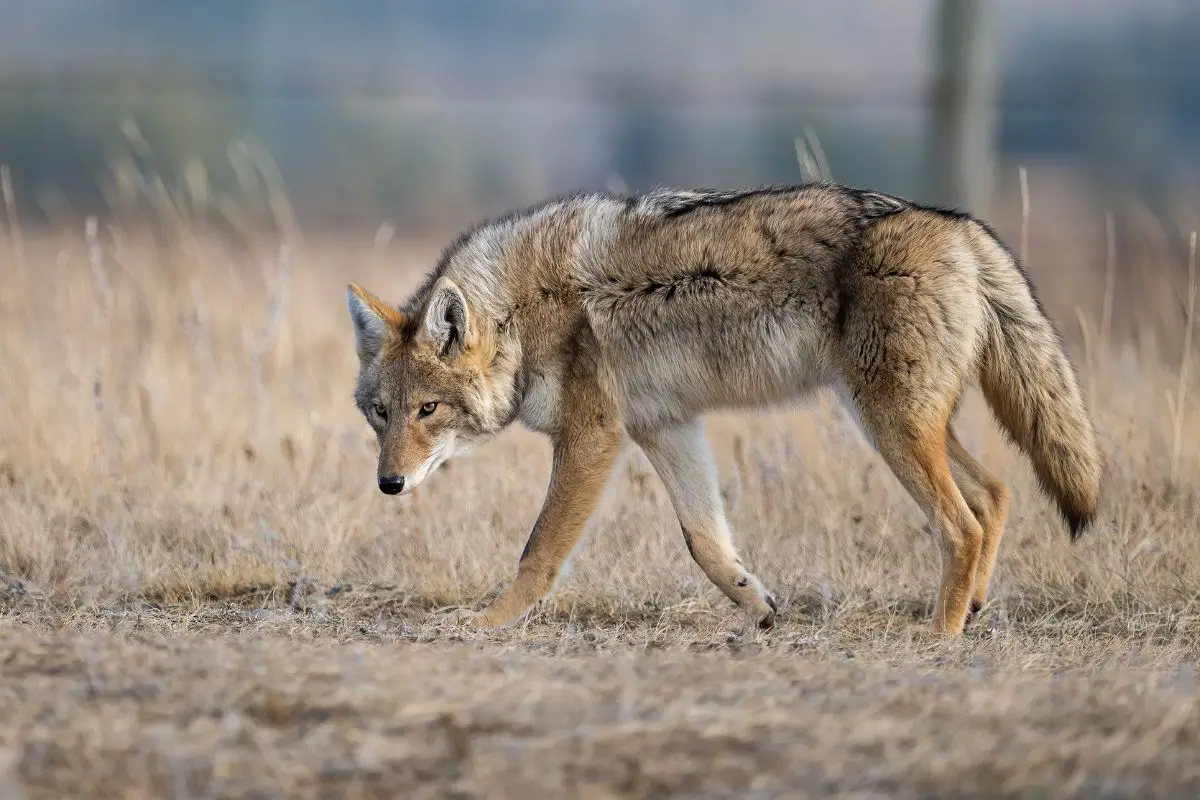 Mountain Lion Vs Coyote: The Main Differences 
