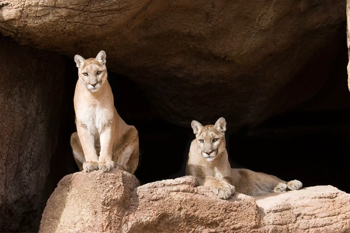 Mountain Lion Vs Coyote: The Main Differences 
