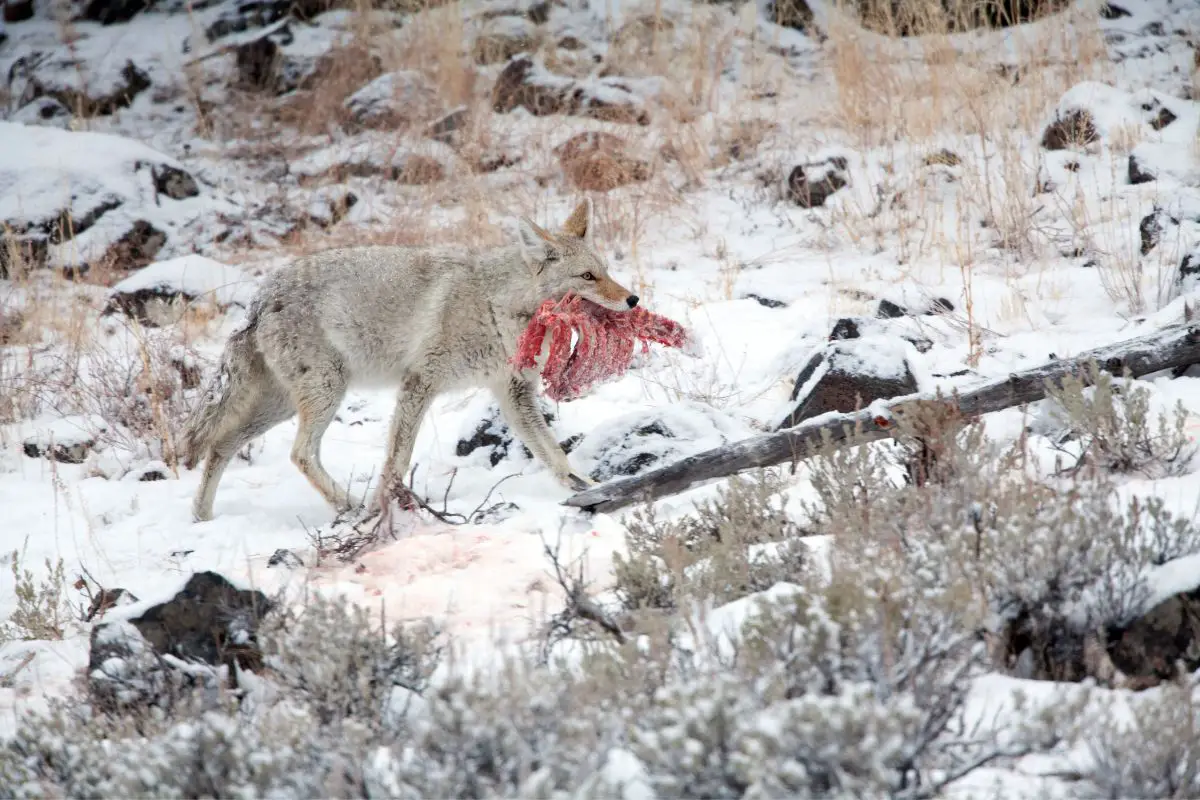 Mountain Lion Vs Coyote: The Main Differences
