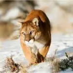 Mountain Lions: Everything You Need To Know About Mountain Lions