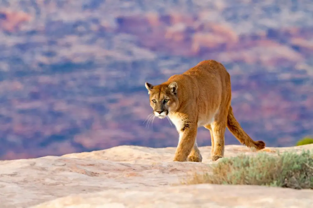 Mountain Lion Conservation: Protecting the Species and Habitat