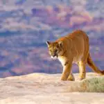 Mountain Lion Conservation: Protecting the Species and Habitat