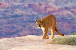 Read more about the article Mountain Lion Conservation: Protecting the Species and Habitat