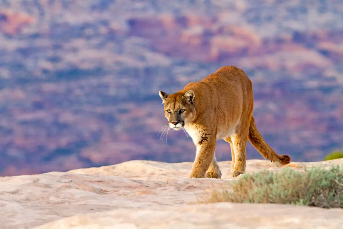 Mountain Lions: Everything You Need To Know About Mountain Lions