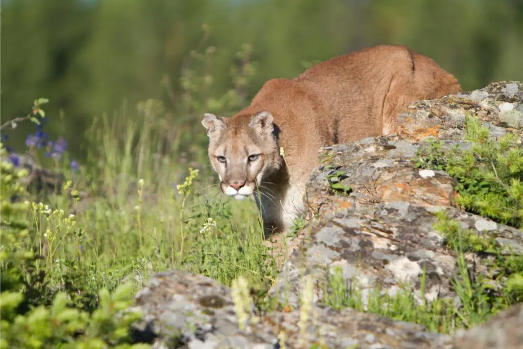 Mountain Lions Everything You Need To Know About Mountain Lions