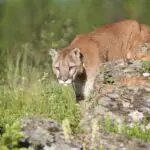 Mountain Lion Population by State: A Comprehensive Overview