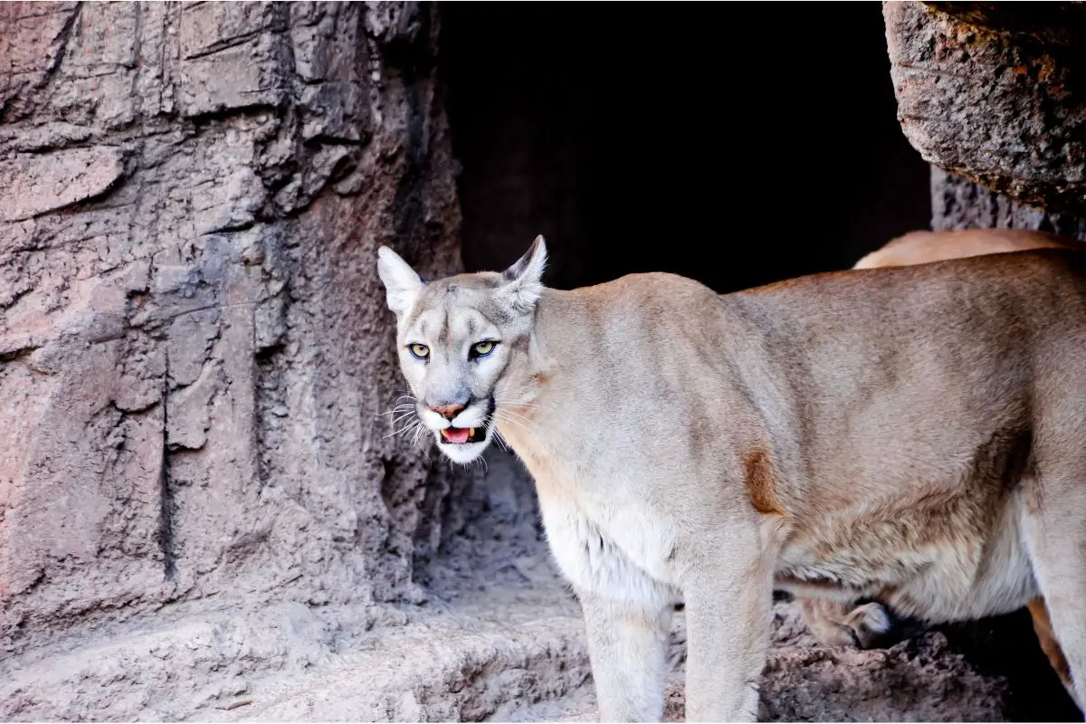 Mountain Lions: Everything You Need To Know About Mountain Lions