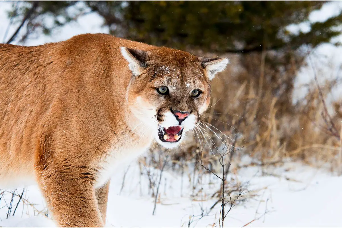 Mountain Lions: Everything You Need To Know About Mountain Lions