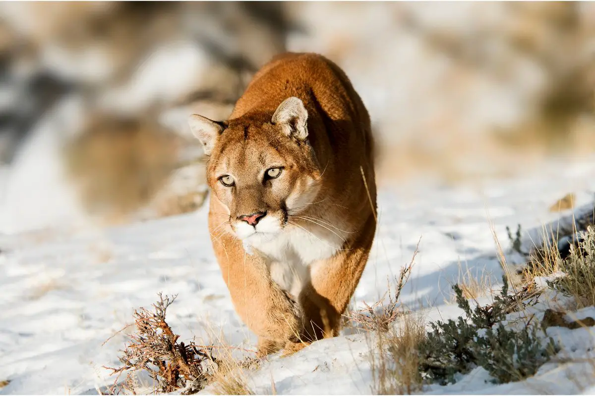 Mountain Lions: Everything You Need To Know About Mountain Lions