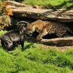 Panther Vs Jaguar: The Main Differences
