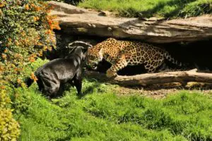 Read more about the article Panther Vs Jaguar: The Main Differences