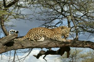 Read more about the article Panther Vs Leopard: The Main Differences