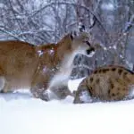 Panther Vs Mountain Lion: The Main Differences