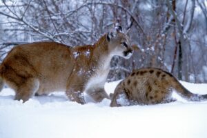 Read more about the article Panther Vs Mountain Lion: The Main Differences