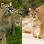 Puma Vs Mountain Lion: The Main Differences