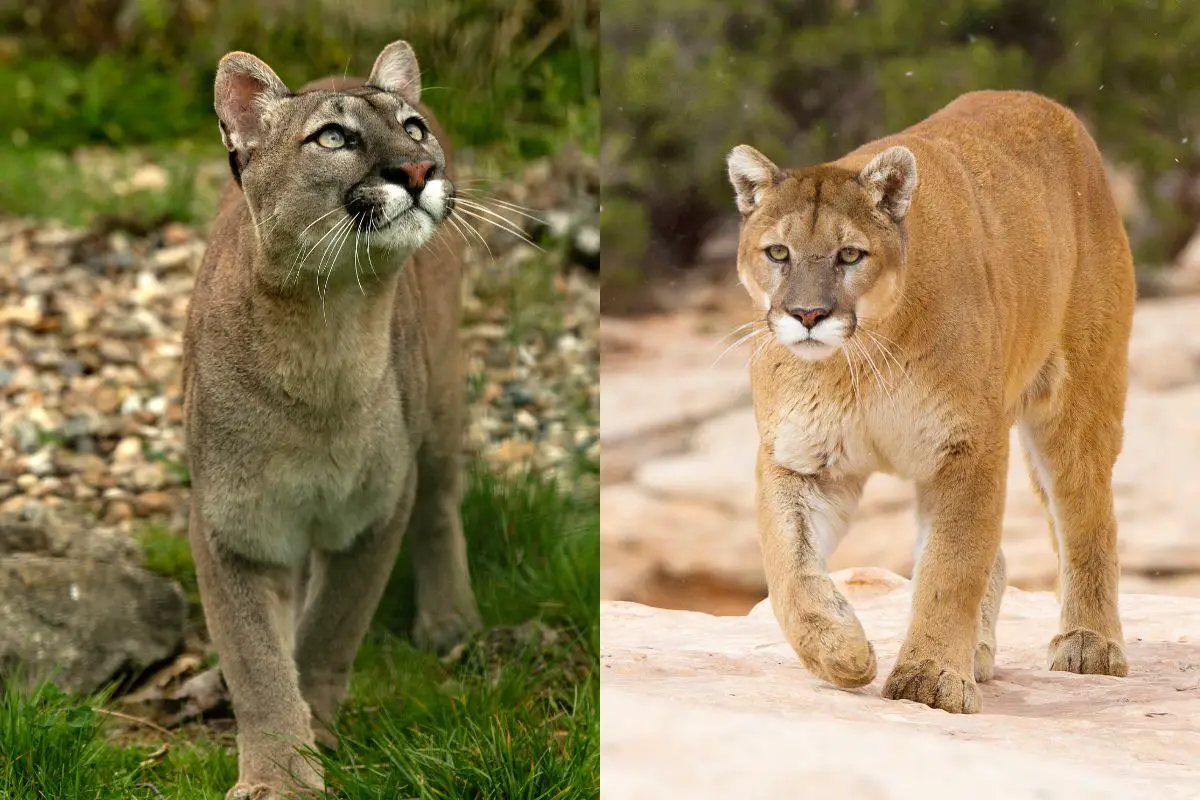 Silicium Geldschieter doorgaan Puma Vs Mountain Lion: The Main Differences - Tiger Tribe