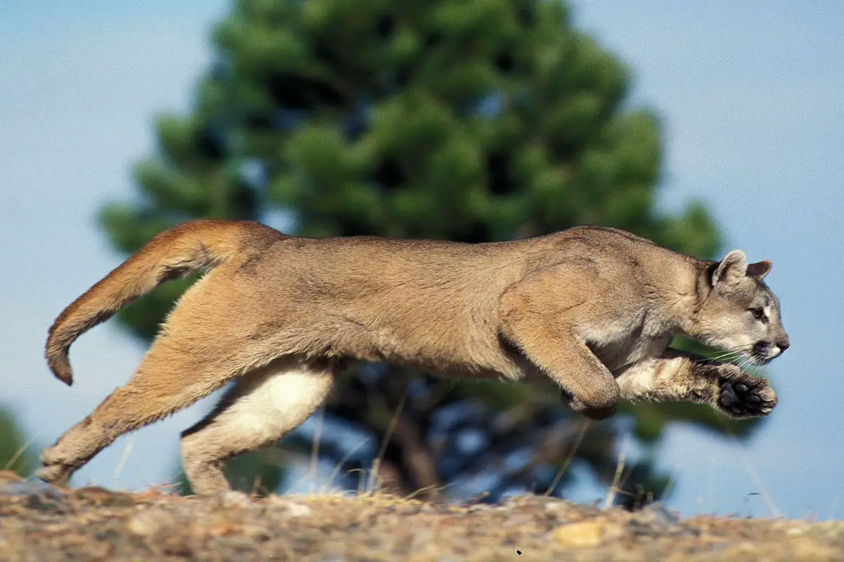 Puma Vs Mountain Lion