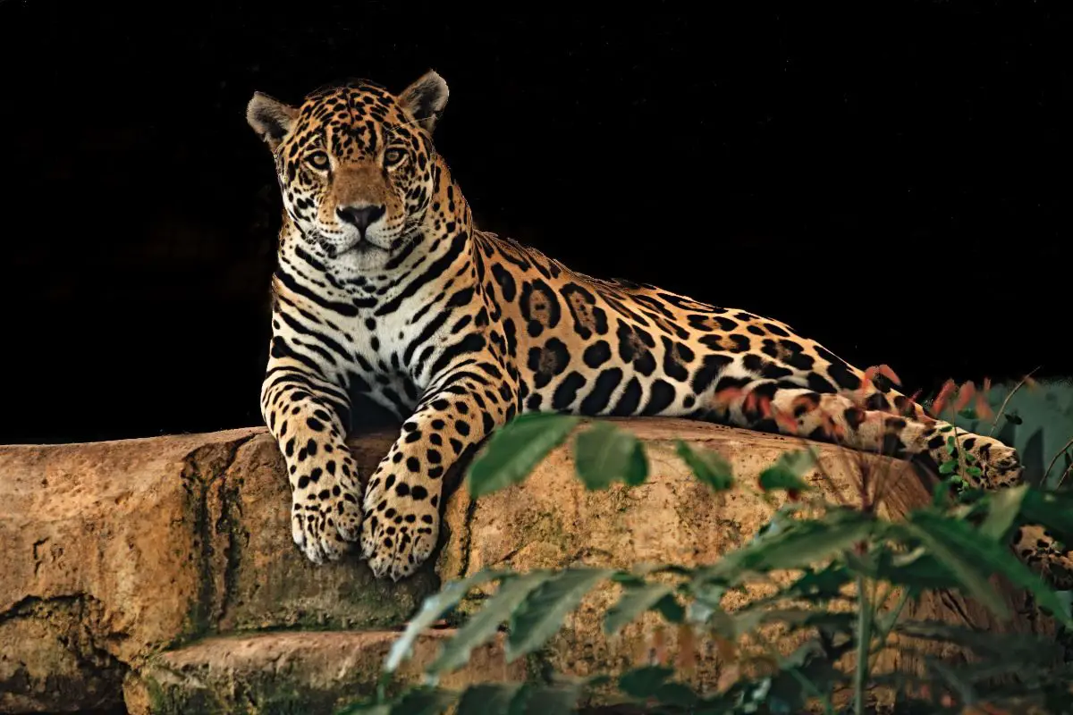 Puma vs Jaguar: The Main Differences