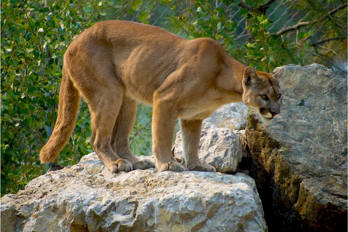 Learn about 106+ imagen difference between jaguar and cougar - In ...