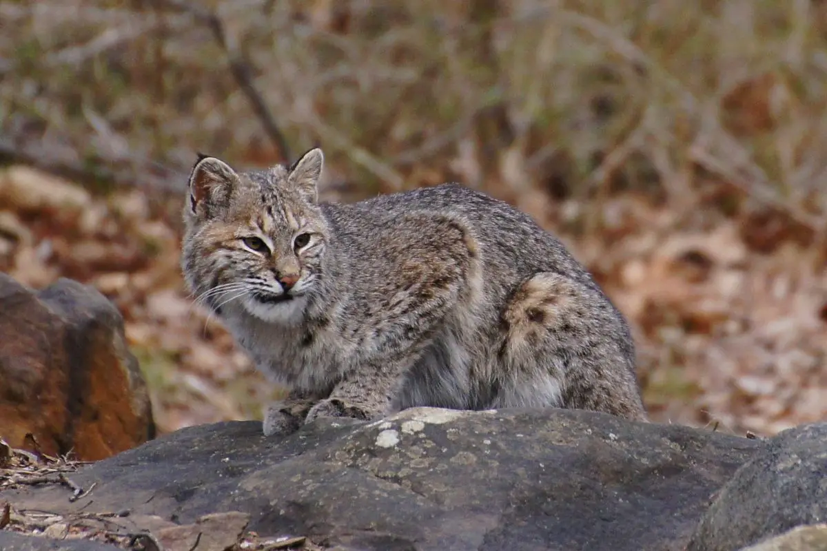 What Do Bobcats Eat List Of Different Things Tiger Tribe 