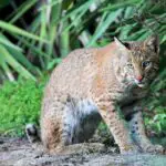 What Do Bobcats Eat? List Of Different Things!