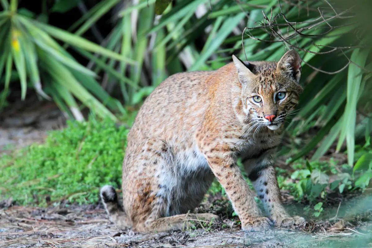 will bobcats eat dogs