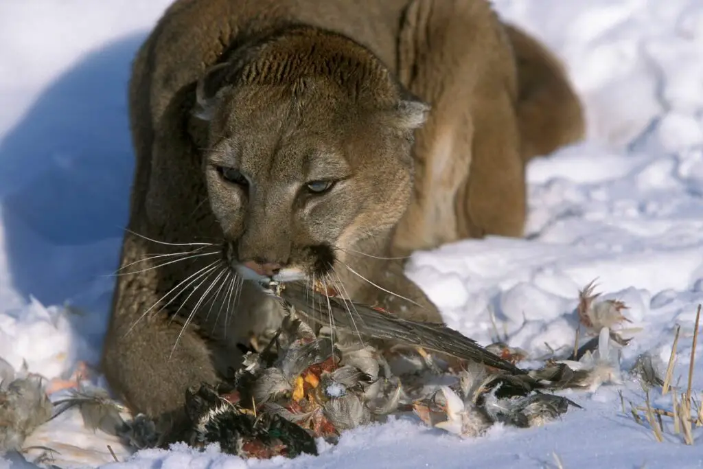 What Do Mountain Lions Eat