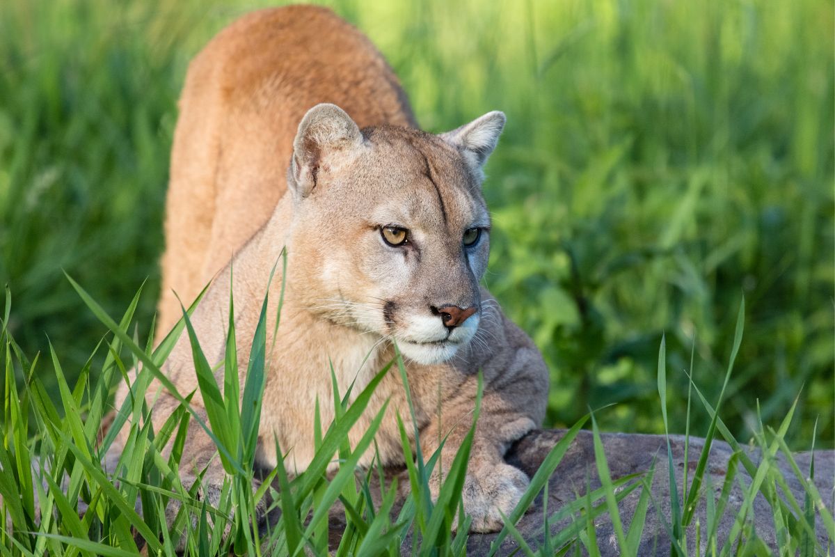 What Do Mountain Lions Eat (2)