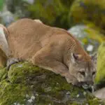 What Do Mountain Lions Eat? List Of Different Things!