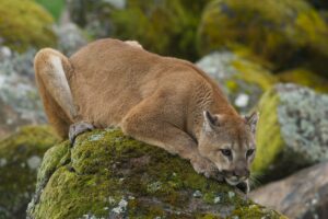 Read more about the article What Do Mountain Lions Eat? List Of Different Things!