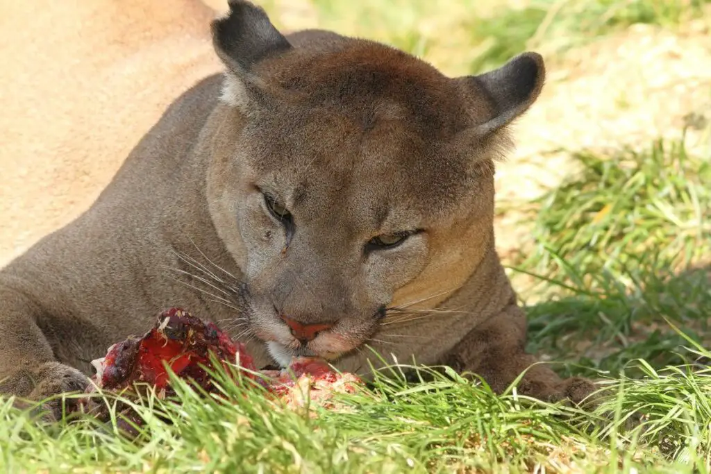 diet of a cougar
