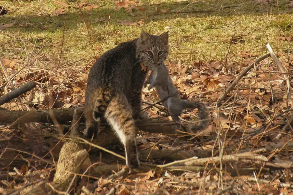 What Does Bobcat Poop Look Like