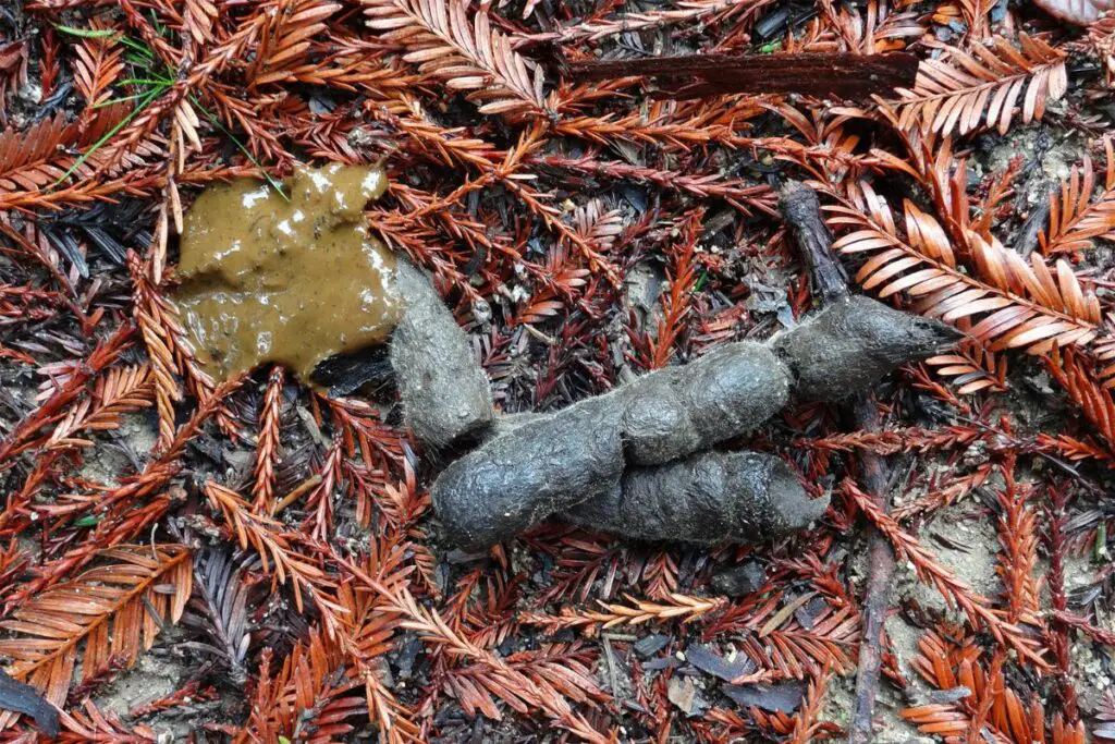 What Does Bobcat Poop Look Like: Bobcat Scat Identification - Tiger Tribe