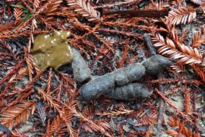 Read more about the article What Does Bobcat Poop Look Like: Bobcat Scat Identification