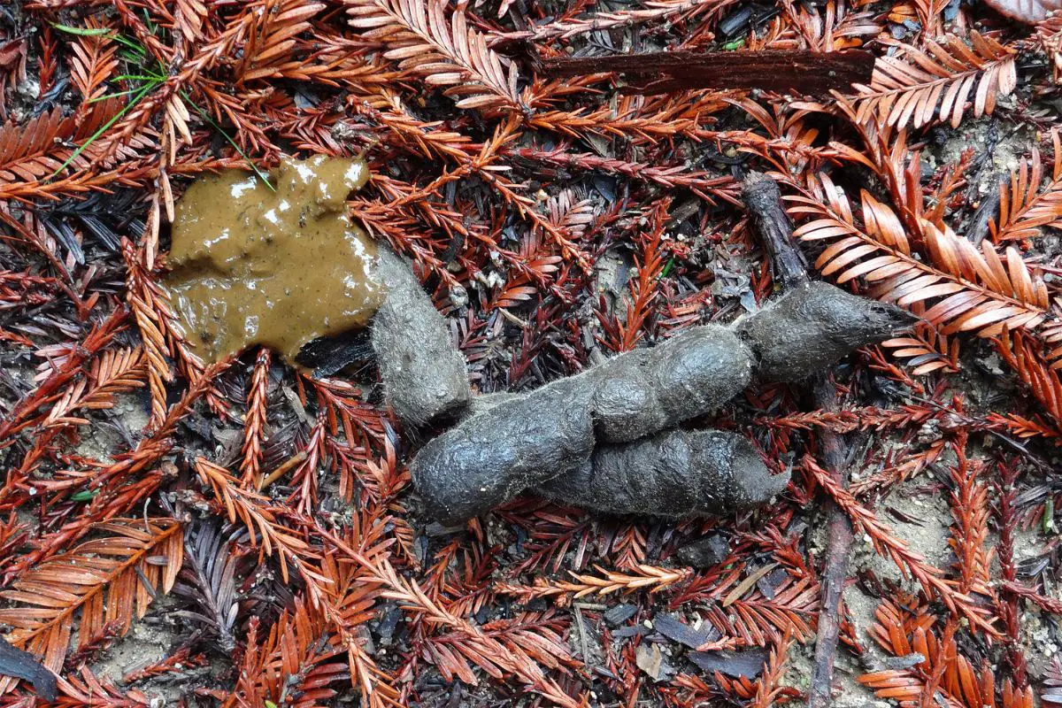 What Does Bobcat Poop Look Like Bobcat Scat Identification