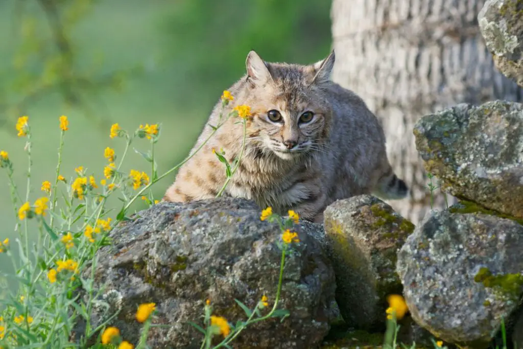 What Sound Does A Bobcat Make? - Tiger Tribe