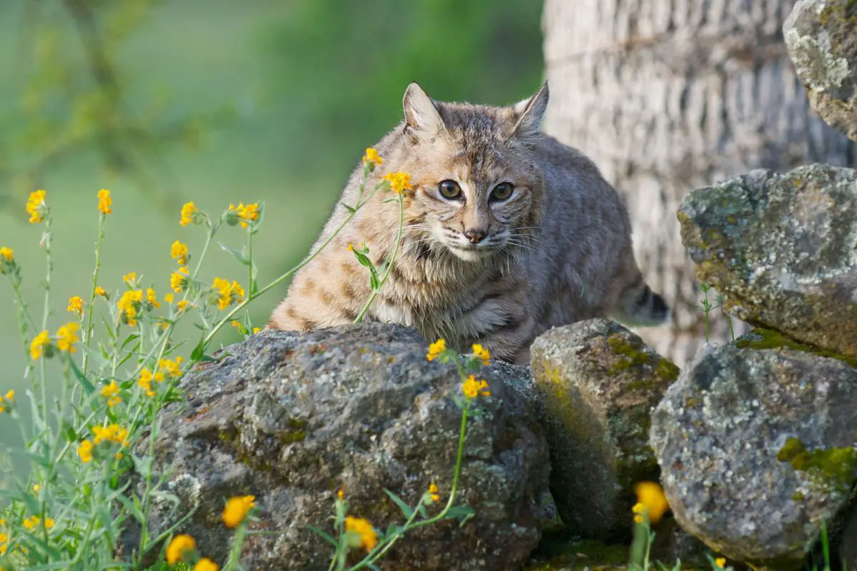 What Sound Does A Bobcat Make