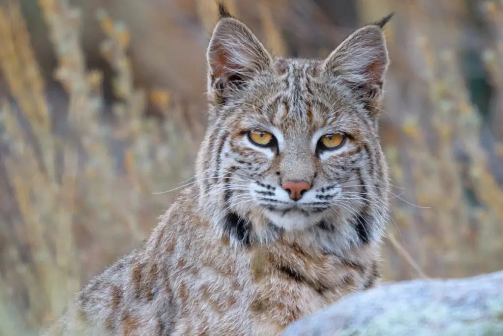 What Sound Does A Bobcat Make?