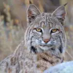 What Sound Does A Bobcat Make?