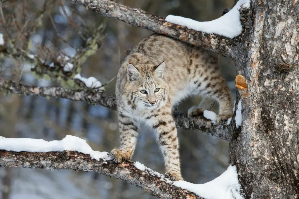 What Sound Does A Bobcat Make? - Tiger Tribe