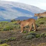 Where Do Mountain Lions Live? (Cougar Population Around The World And By State)
