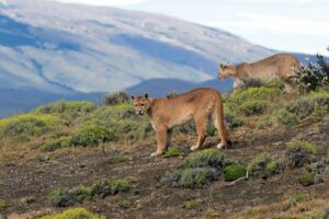 Read more about the article Where Do Mountain Lions Live? (Cougar Population Around The World And By State)