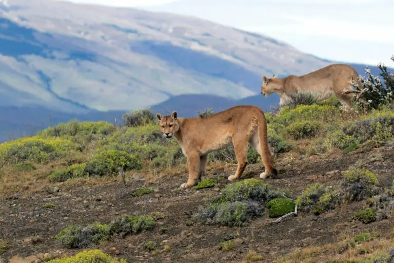 Where Do Mountain Lions Live? (Cougar Population Around The World And