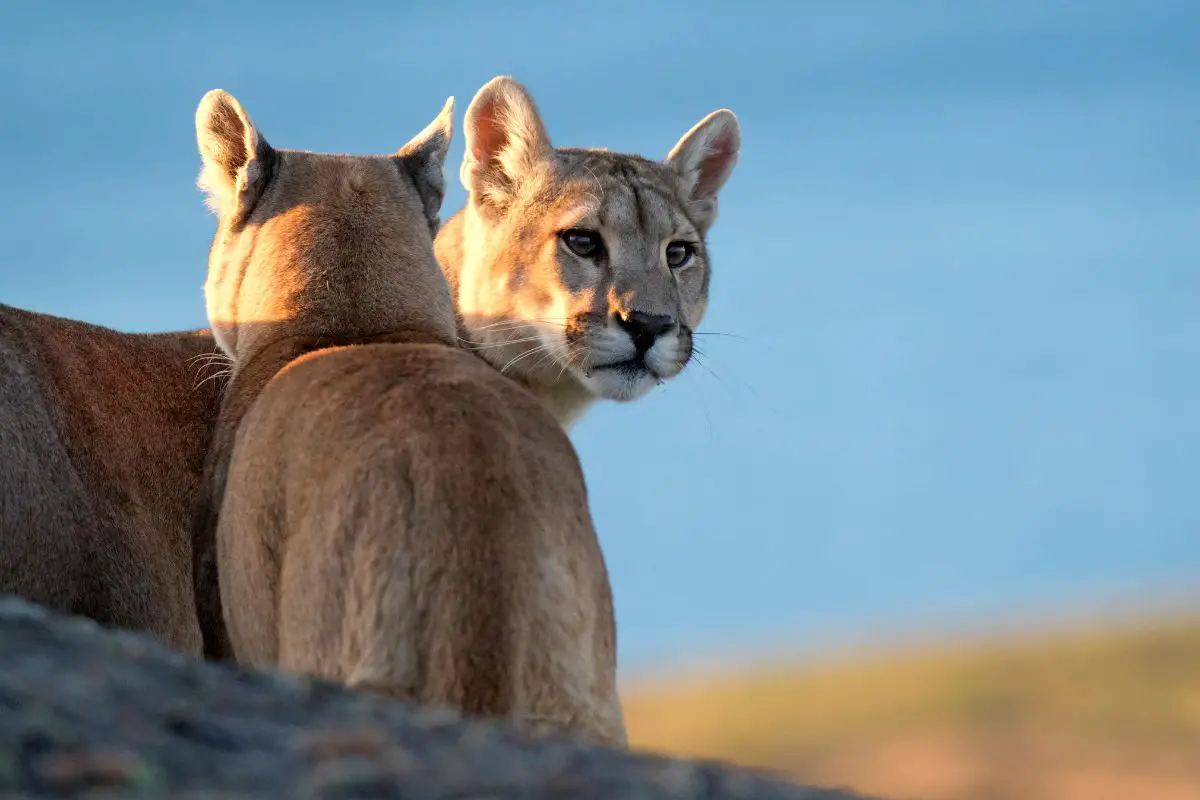 Where Do Mountain Lions Live? (Cougar Population Around The World And By State)
