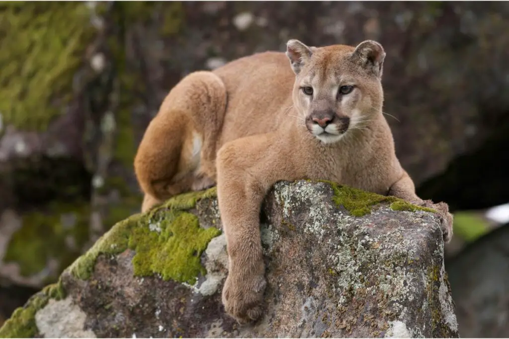 Why Do Mountain Lions Scream & More About Their Sounds Tiger Tribe