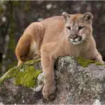 Why Do Mountain Lions Scream & More About Their Sounds