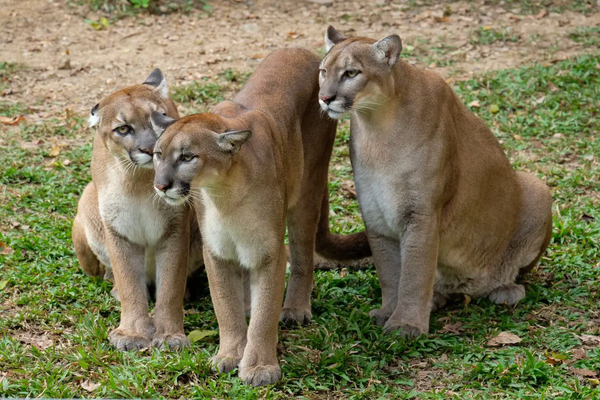 Cougar Vs Bobcat: The Main Differences - Tiger Tribe