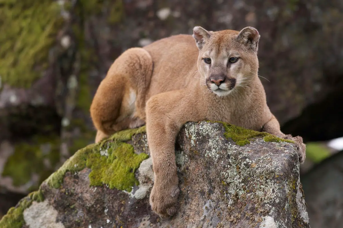 mountain lion