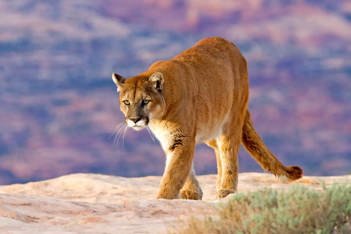 mountain lion