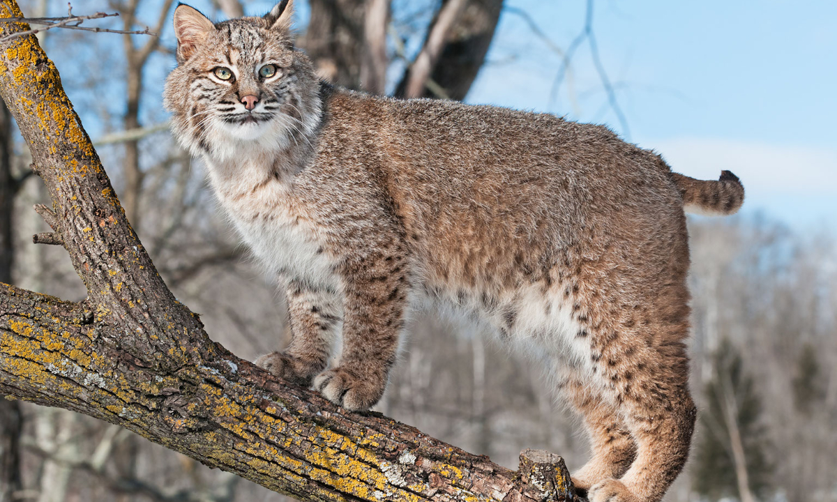 You are currently viewing Bobcat Hunting in Texas: Regulations, Seasons, and Tactics